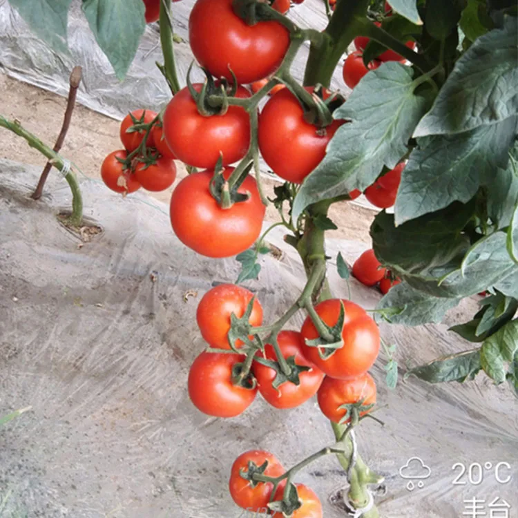 Высокая стойкость высокая выход Гибридный красный помидор Семена для