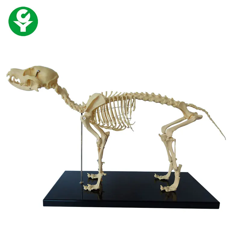 dog skeleton bones
