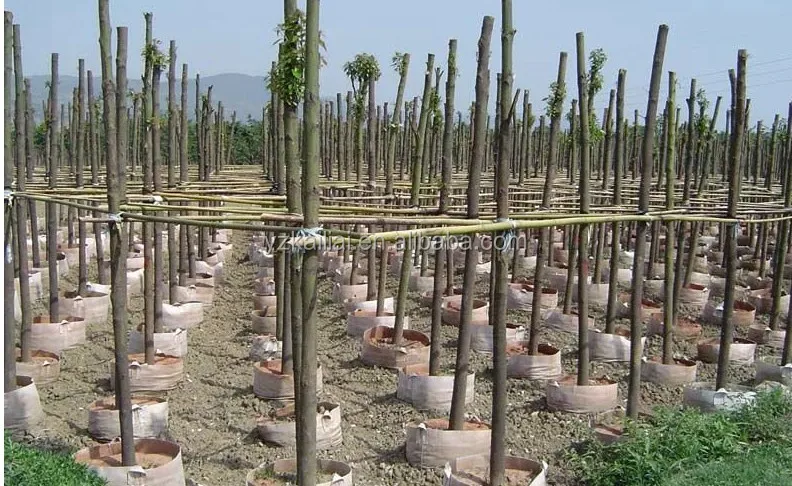 plant grow bolsas