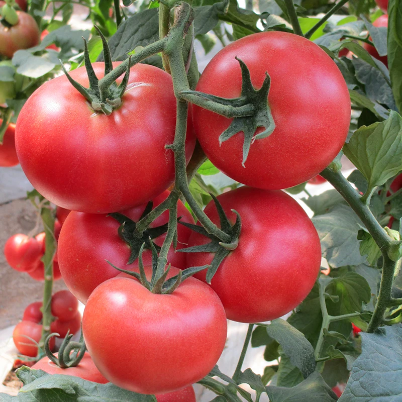 Оптовая продажа пятно питания розовый Семена помидоров Черри