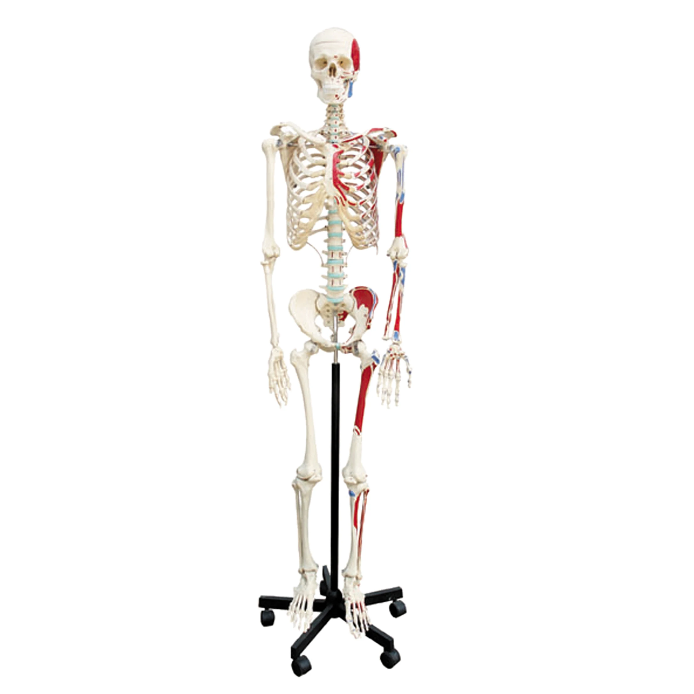 等身大　約170cm 骨格模型 Amazon.co.jp: SUDOO 骨模型 全身 等身大 人体模型 170cm 骨格