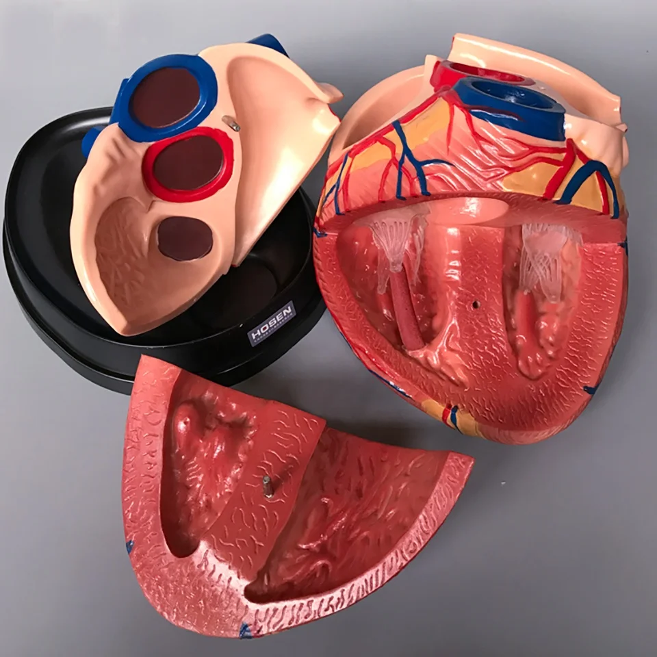 
Модель 3D анатомического сердца человека медицинская пластиковая модель анатомического сердца Jumbo 
