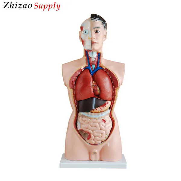 85 Cm 19 Parts Man Human Anatomy Torso Model - Buy Modelo De Torso De Anatomía  Humana Product on 