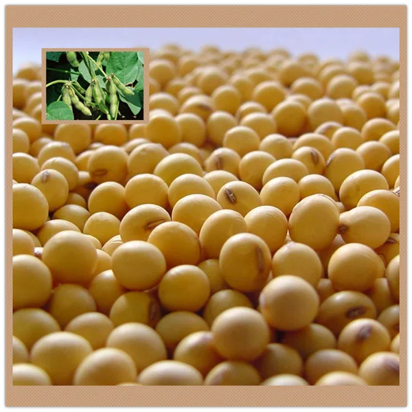 анатолий соя в фотосессии скрябина. сою московского. сою московского. пророщенная соя. ультраскороспелый сорт сои.