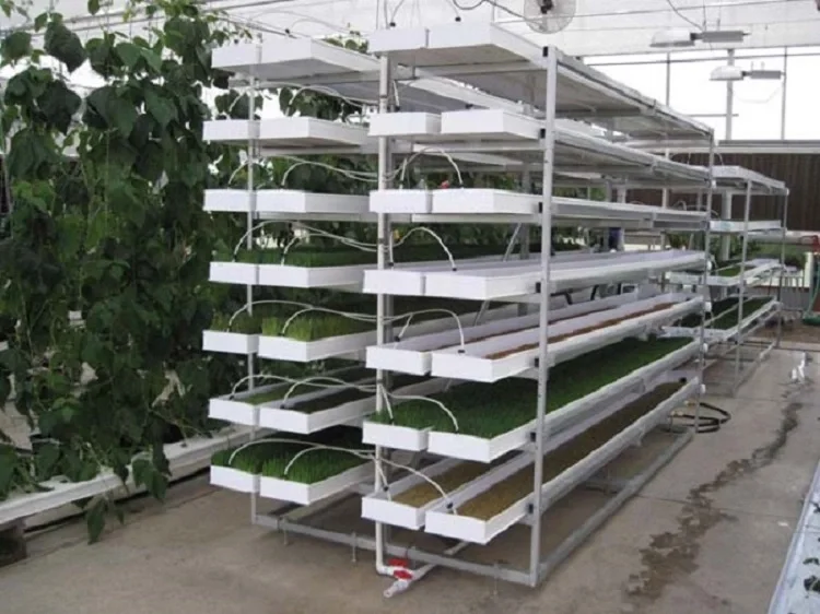 Hydroponic Fodder Profeed Growing System Fodder Nursery Plant Trays Growing System