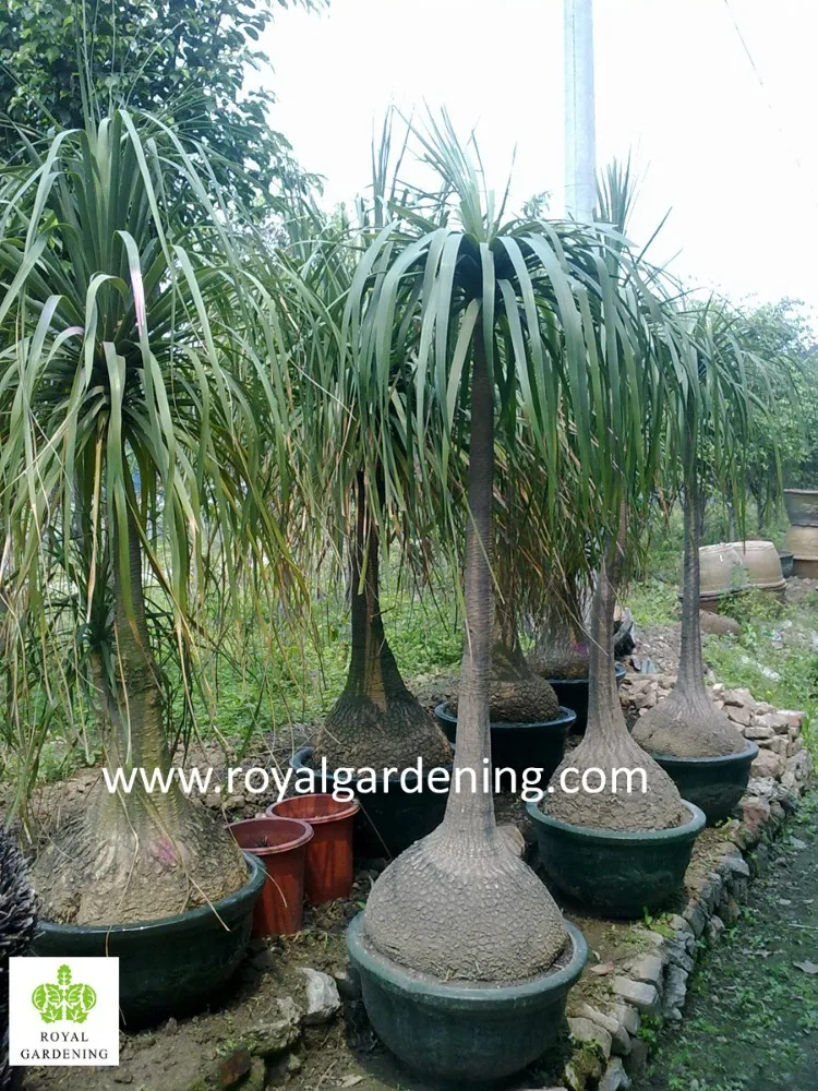 Beaucarnea Recurvata Nolina Recurvata Ponytail Palms As Outdoor Plants Buy Nolina Recurvata Beaucarnea Recurvata Dragon Tree Product On Alibaba Com