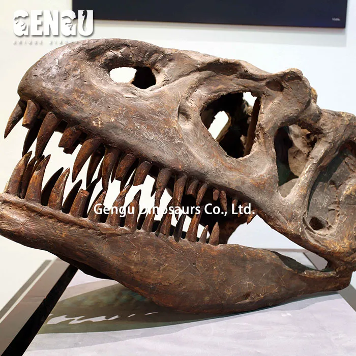 博物館展示恐竜化石 アロサウルスの頭 Buy 恐竜の化石 アロサウルスの化石 アロサウルスの頭 Product On Alibaba Com
