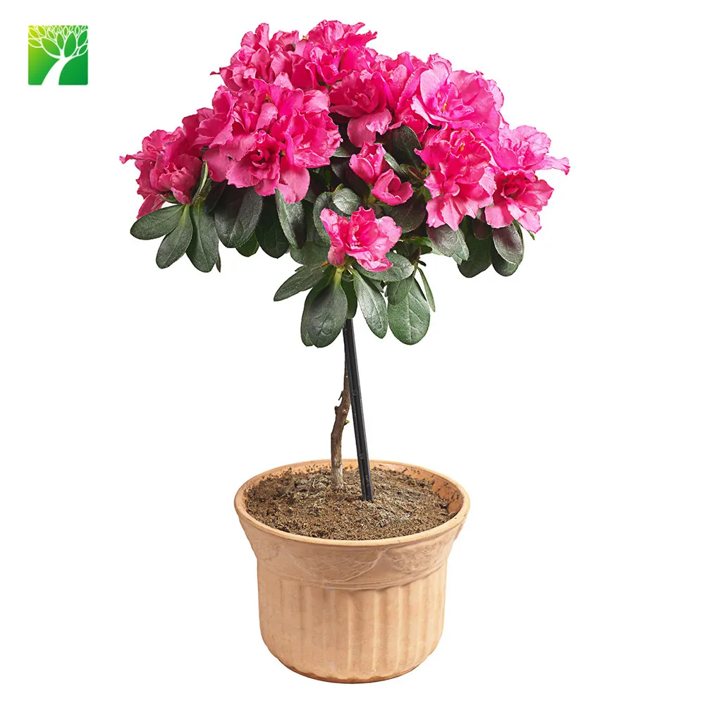 Multi Color 2cm Diameter Rhododendron Sims Azalea Flower Plant Sale Buy Sims Azalea Flower Plant Flower Plant Sale Product On Alibaba Com