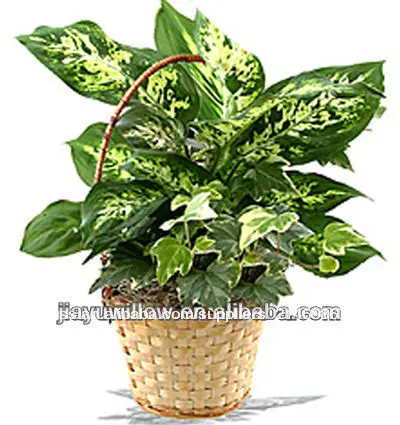 плетеные& завод древесностружечных корзины с ручкой