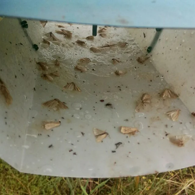 Приманка для риса Chilo suppressalis pheromone приманка