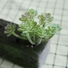 DR062 verde