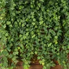 Verde dell'esercito