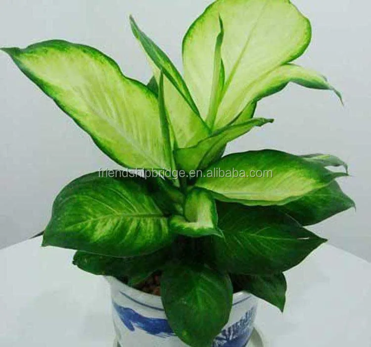 阿格罗马植物苗 Buy Aglaonema 植物 Aglaonema 盆景植物 盆景苗product On Alibaba Com