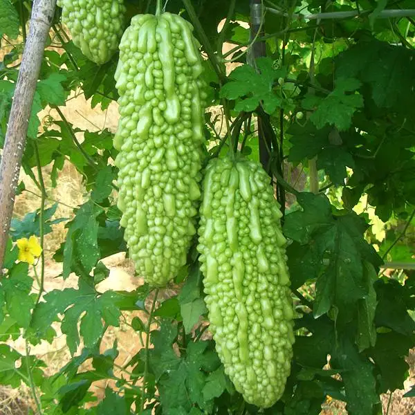 18 New Bitter Melon Extract Health Benefits Buy Bitter Melon Extract Health Benefits Bitter Melon Extract Bitter Melon Health Benefits Product On Alibaba Com