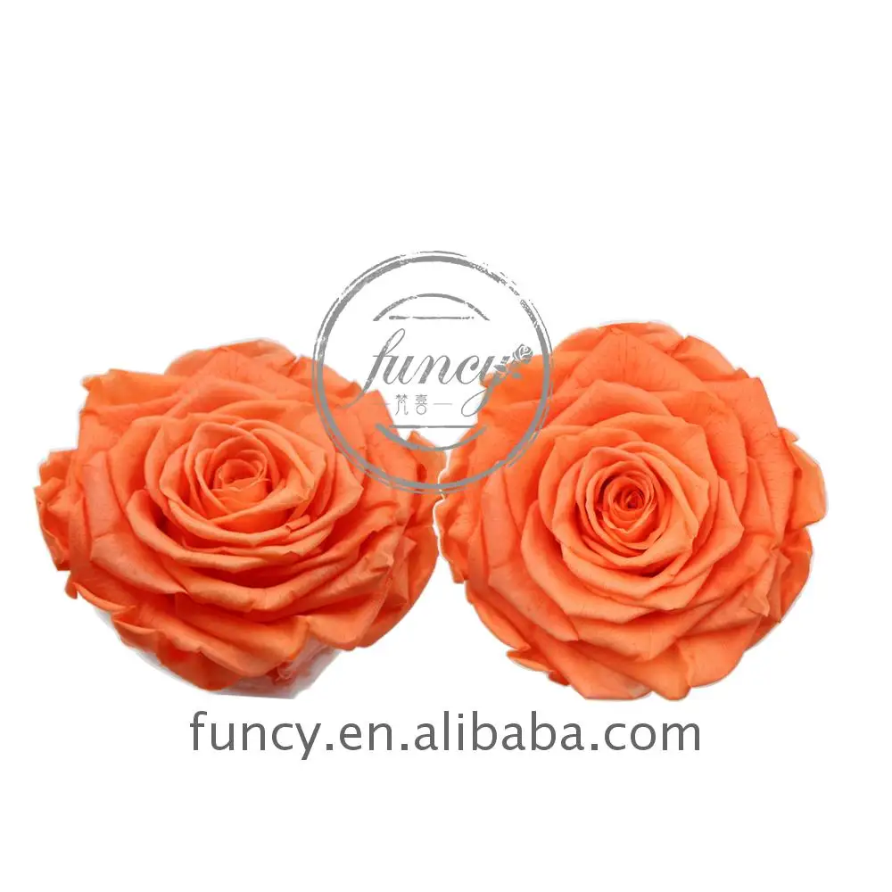 10cm Tamanho Grande Cor Laranja Material De Arranjos De Flores Preservadas Para Flores De Negocios Online Buy Preservada Flores Online Preservado Flor Material Arranjos De Flores Preservadas Product On Alibaba Com