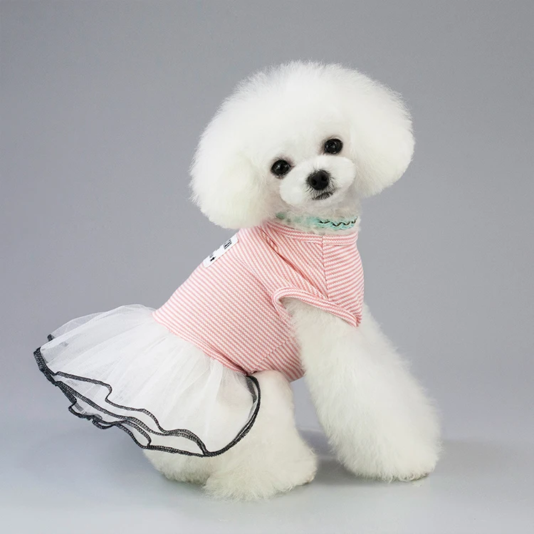 modern dog clothes