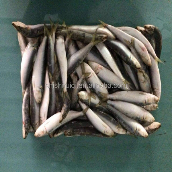 frozen sardines bait