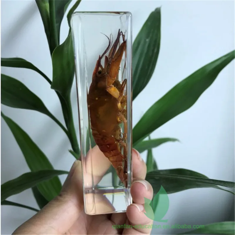 
Рамка из прозрачной смолы, реальный лобстер, встроенный полезный обучающий образец, пластиковая рамка для школы 