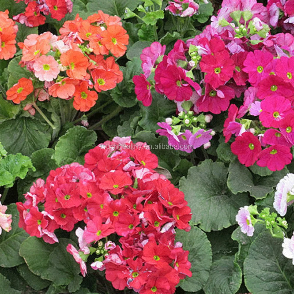 21ハイブリッドプリムラオブコニカハンスの種の花とローズレッド5グラム バッグ Buy プリムラobconicaハンスハイブリッド種子 プリムラobconicaハンスの種子 プリムラobconica種子 Product On Alibaba Com