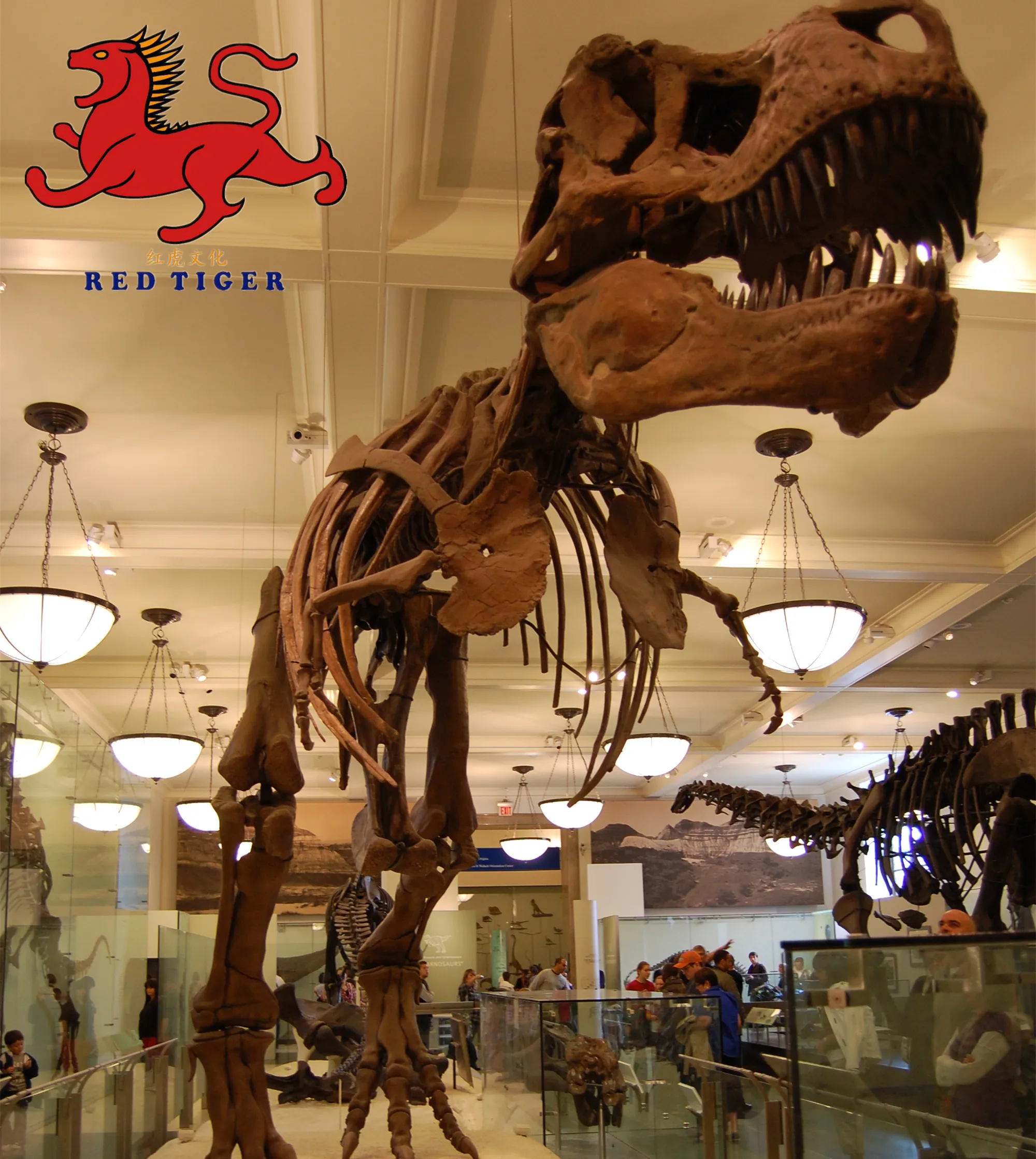 Dinosaur Skeleton Fossils Factory for Sale