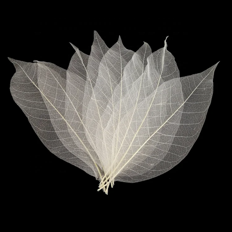 50pcs Natural Magnolia Skeleton Leaf Leaves Card Scrapbooking Bookmark #5 