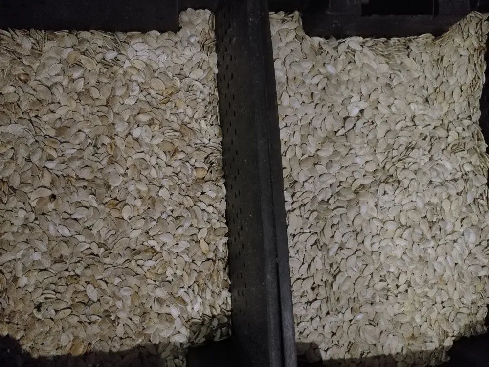 High Output Pumpkin Seeds Color Separating Machine for Sorting Pumpkin Seeds