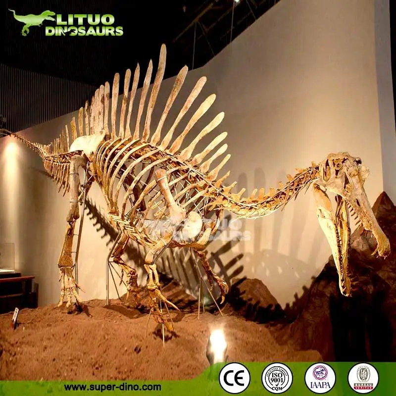 Mô hình xương hóa thạch đầu khủng long TRex WDragon tỉ lệ 115