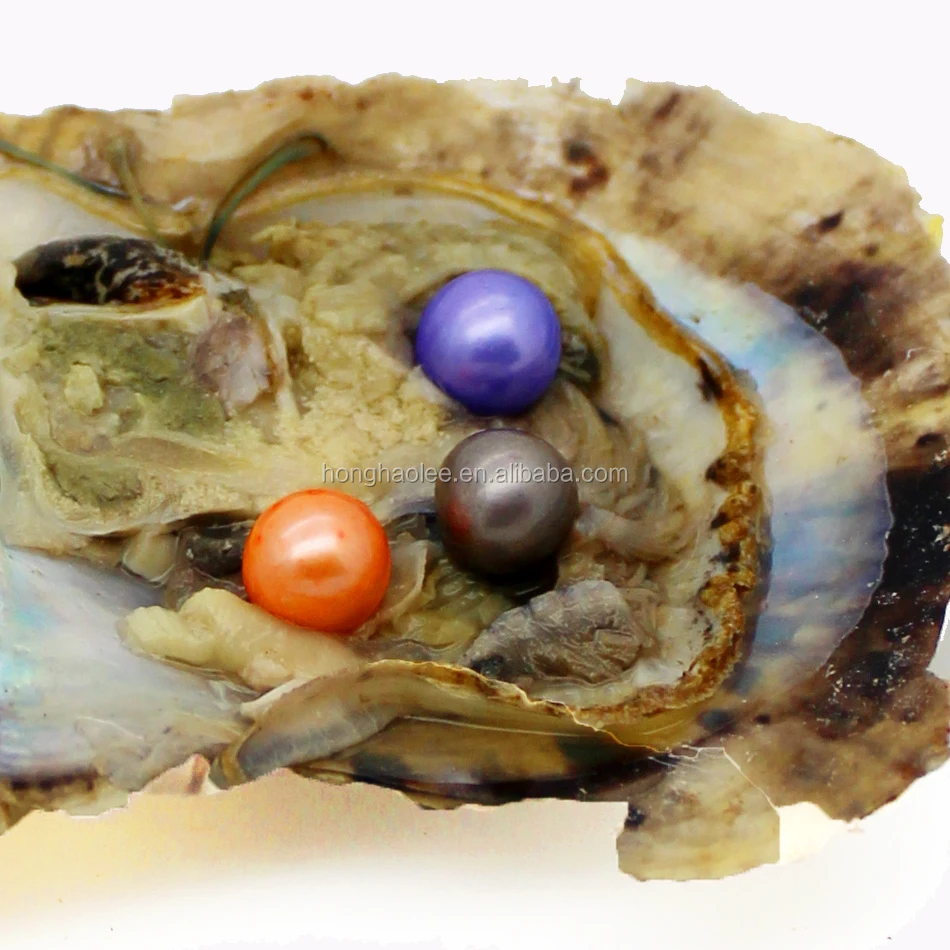 Natural Pearl From Clam Shell 3 Births 4A Round 7-8 mm Natural Freshwater Pearls in Oysters With Vacuum Packaging Party Mysterio