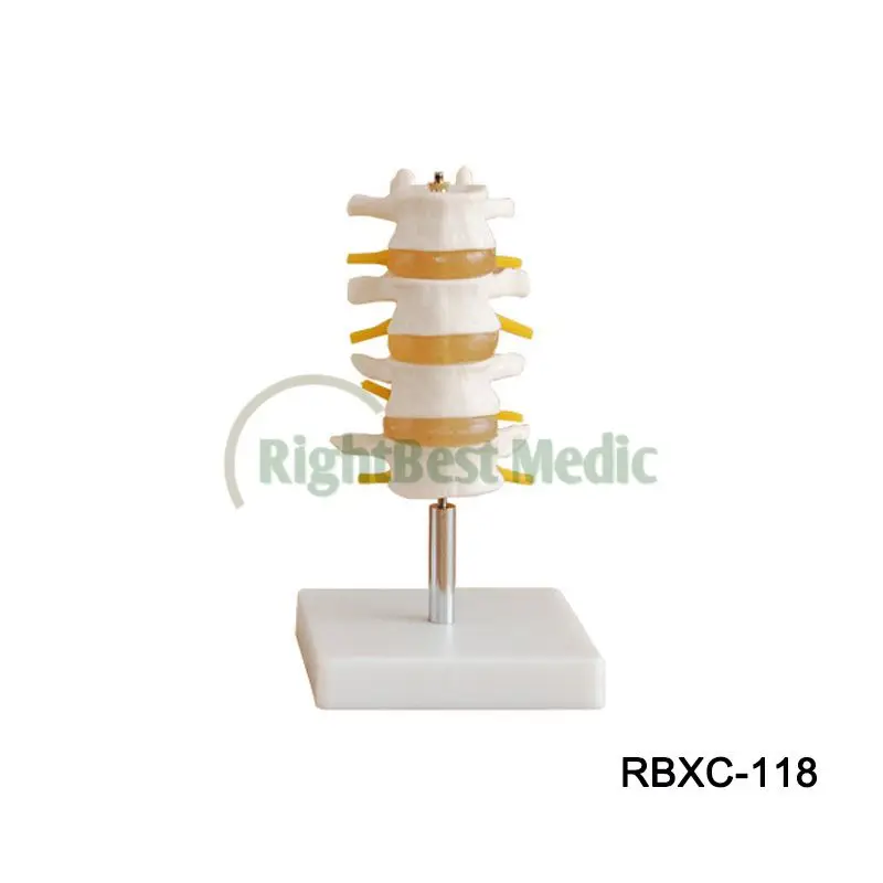 В натуральную величину позвоночного столба с тазом и головами бедренной кости медицинских и биологических учебное пособие анатомическая модель