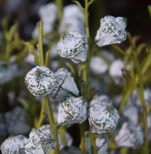 2 Ghirlande Di Fiori Artificiali Eucalipto Con Rose Bianche - 3,5m Totali, Rami Finti Per Matrimoni, Archi, Tavoli E Decorazione Interni/Esterni