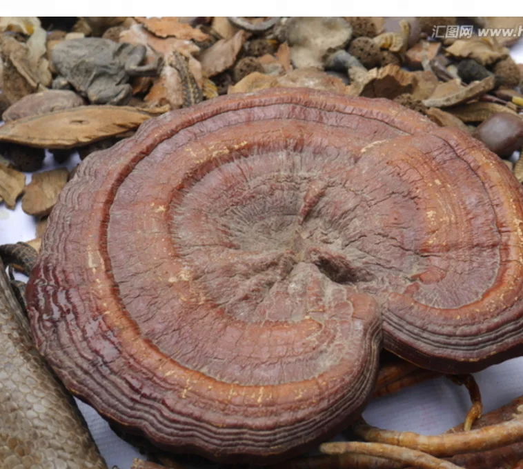 High Quality Raw Wholesale Dried Ganoderma Lucidum REIZHI Mushrooms Body
