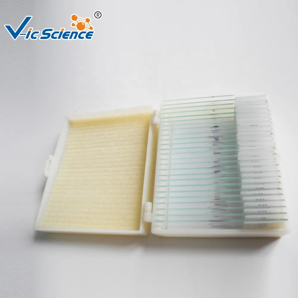 100pcs Human Pathology Prepared Slides for Medical Students Histology Slide