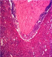 Набор слайдов для микроскопа с животными изучения качества исследования зоологии гистологии подготовленные слайды