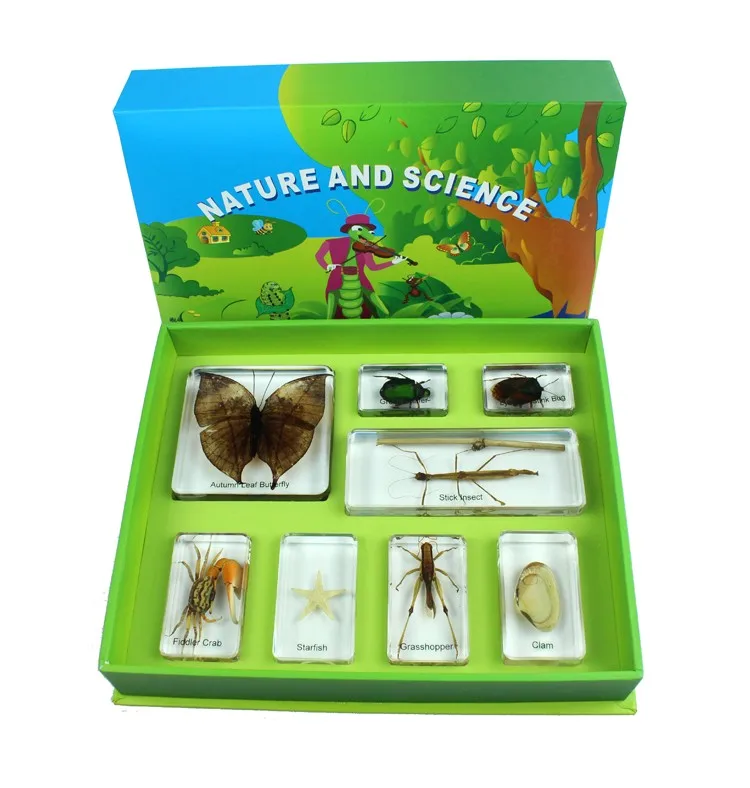 樹脂標本コレクションの興味深い昆虫キットカモフラージュ昆虫生物学的教材子供のための教育玩具 Buy カモフラージュ昆虫標本 標本収集 生物学的教材 Product On Alibaba Com