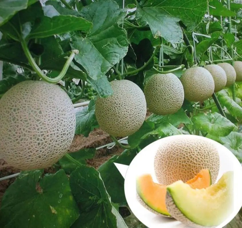 дынное дерево южной америки. дыня на кусту висит. растут ли арбузы на деревьях. дыня это дерево или кустарник. дыня на дереве картинка.