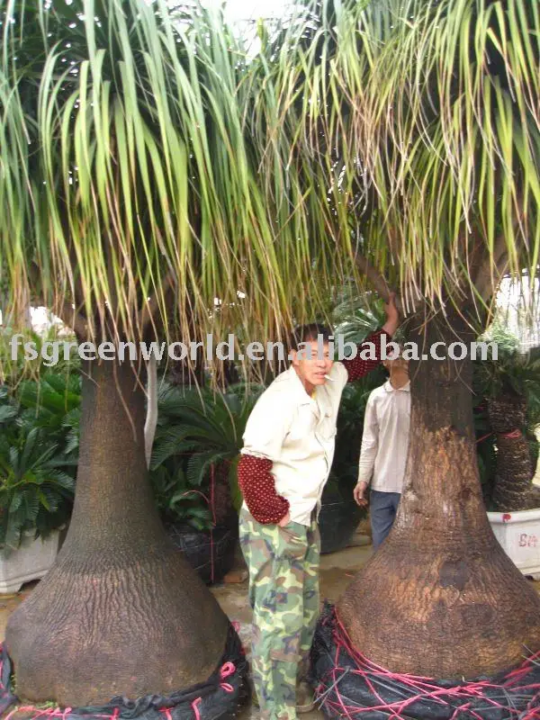 Tanaman Besar Nolina Recurvata Buy Polisander Acutifolia Ficus Nitida Delonix Regia Product On Alibaba Com