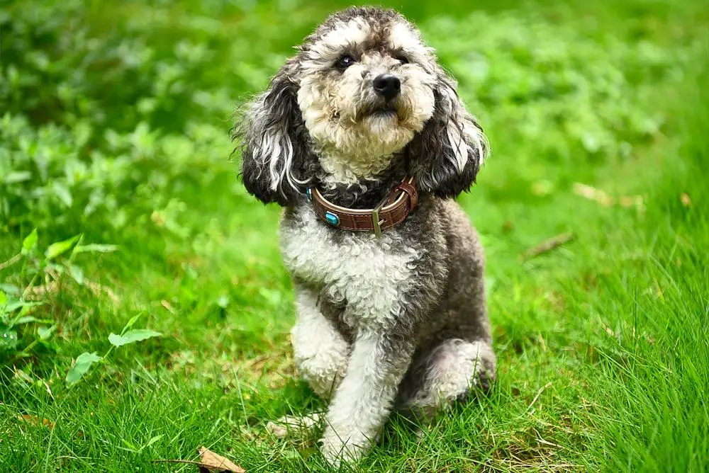 Новейшие разработки Превосходное качество модные роскошные Кинологический Воротник