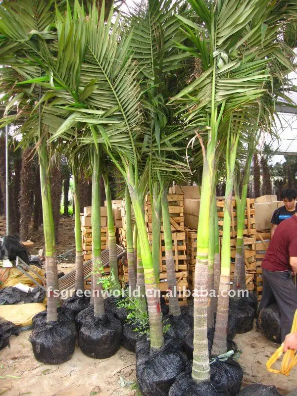 Archontophoenix Alexandrae Palm Trees Potted For Container Buy Alexander Palm King Palm Alexandra Palm Product On Alibaba Com