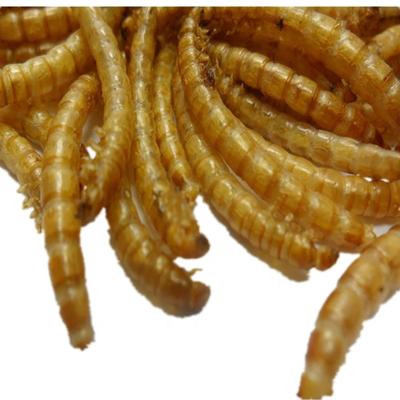 Сухой червь. Сушеные черви. Сушеные насекомые. Сушеные черви купить во Владивостоке съедобные.