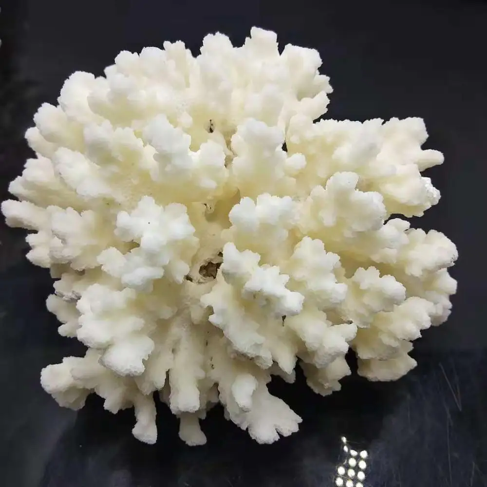 White Coral Specimen (4x5x3.5)