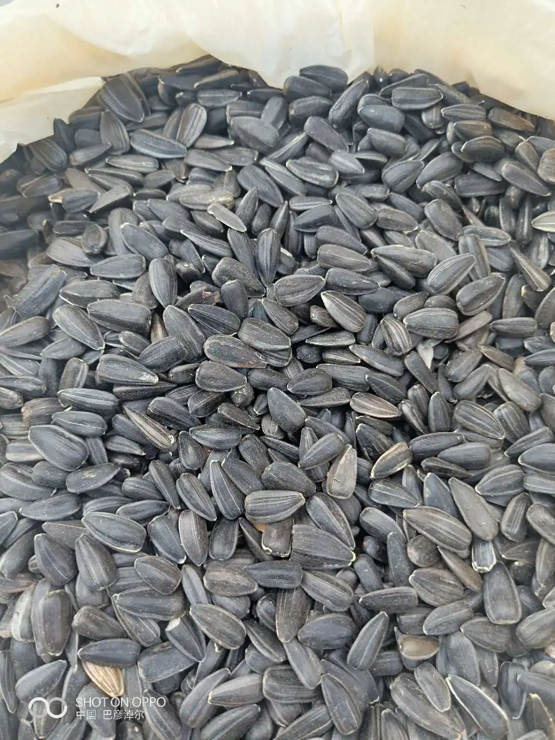 2021crop black striped sunflower seeds kernel 363 361 601 5009 3638 3939 1121 oil sunflower seeds price