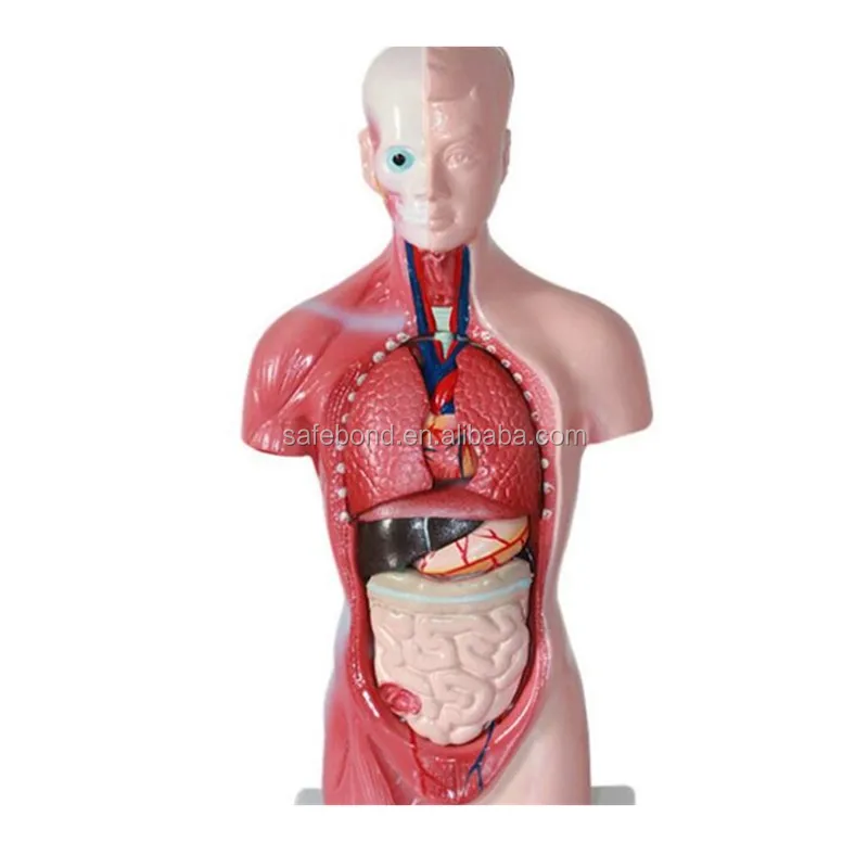 Модель человеческих органов, манекен, медицинская научная обучающая модель, модель человеческих органов с 15 частями для школы, портативная половина тела