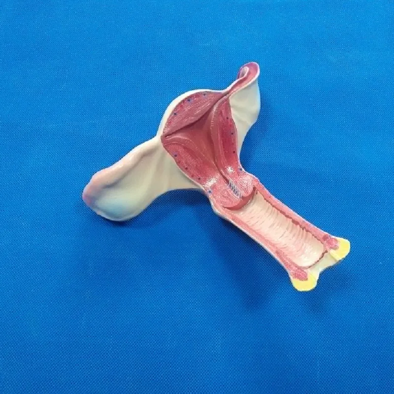 厂家直销女性子宫人体解剖模型