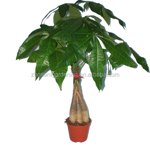 Hot Sale Five Braided Macrocarpa Money Tree Pachira Buy Macrocarpa Money Tree Pachira Pachira Money Tree Plant Five Braided Macrocarpa Money Tree Product On Alibaba Com