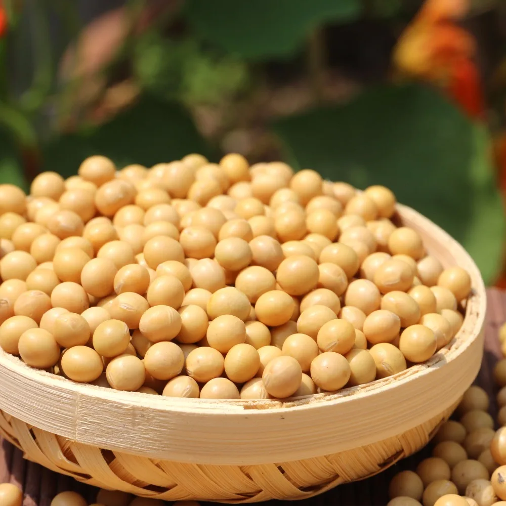 Non-gmo Soya Beans From Shandong Origin