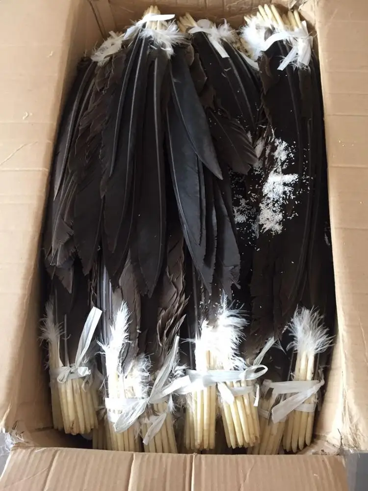 Piume Dell'ala Dell'uccello Immagine Stock - Immagine Di Nessuno