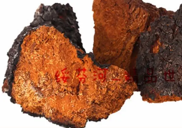 Оптовая продажа чай из грибов Чаги сибирской Сибири для продажи