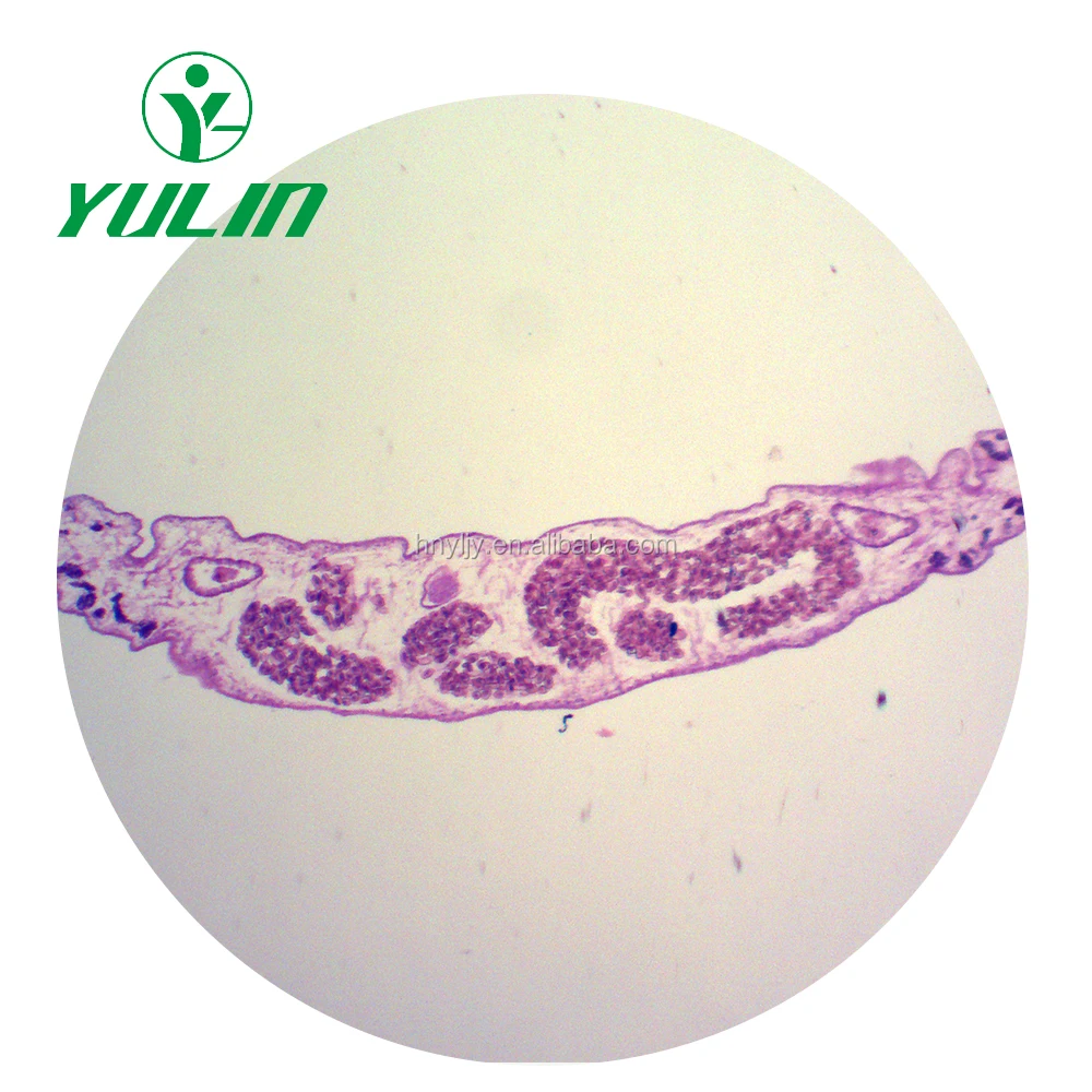 Медицинские паразитологические слайды, аскарис митозные слайды, медицинские паразитологические слайды