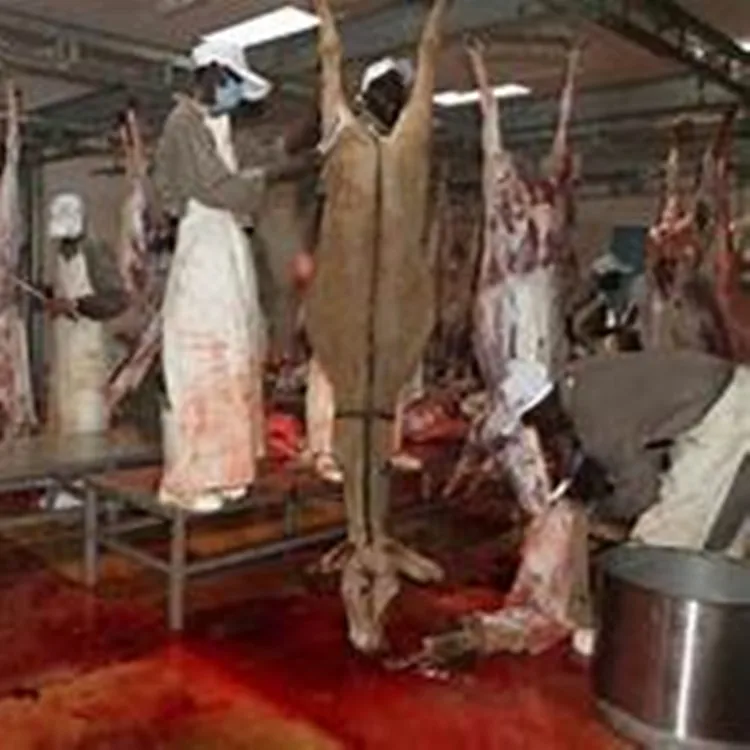 Hot selling donkey slaughtering equipment for meat slaughterhouse plants