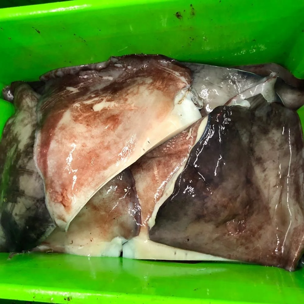 Peru Origin Factory Price Frozen Giant Squid Wings From Peru